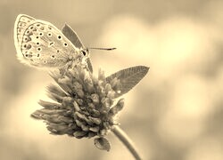 Szary + Sepia