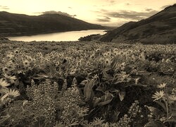 Szary + Sepia