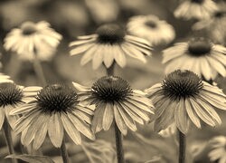Szary + Sepia
