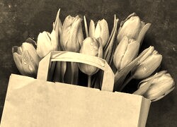 Szary + Sepia