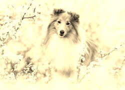 Sepia