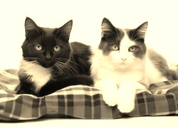 Szary + Sepia