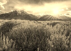 Szary + Sepia