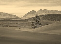 Szary + Sepia