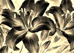 Sepia + Negatyw