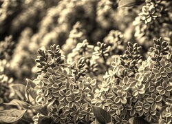 Szary + Sepia