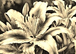 Sepia