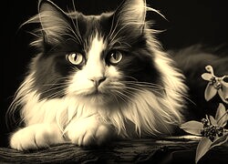 Sepia