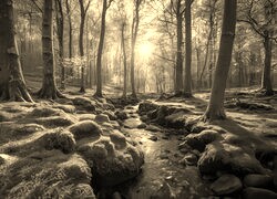 Szary + Sepia