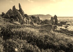 Szary + Sepia