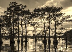 Szary + Sepia