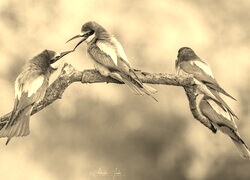 Szary + Sepia
