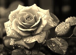 Szary + Sepia