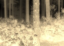 Sepia + Negatyw