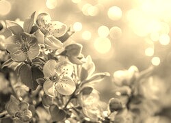 Szary + Sepia