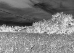 Szary + Negatyw