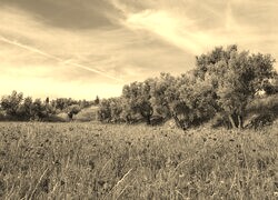Szary + Sepia