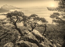 Szary + Sepia