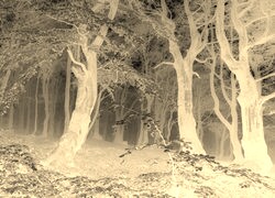 Sepia + Negatyw