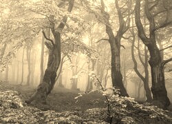Szary + Sepia
