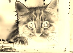 Sepia + Negatyw