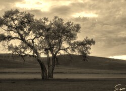 Szary + Sepia