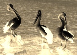 Sepia + Negatyw