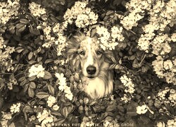 Szary + Sepia