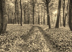Szary + Sepia