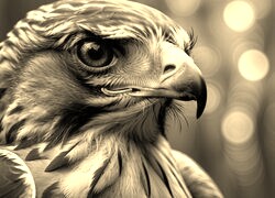 Szary + Sepia