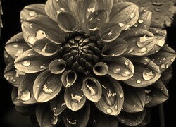 Szary + Sepia