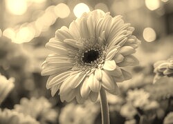 Szary + Sepia