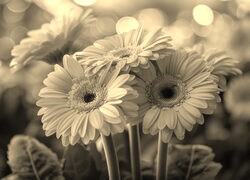 Szary + Sepia