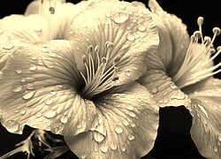 Szary + Sepia