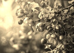 Szary + Sepia
