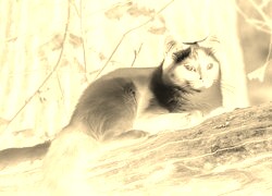 Sepia + Negatyw