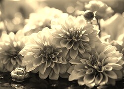 Szary + Sepia