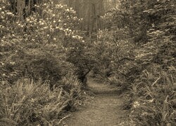 Szary + Sepia