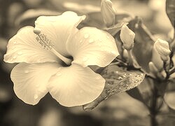 Szary + Sepia