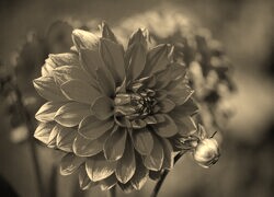 Szary + Sepia