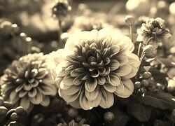 Szary + Sepia