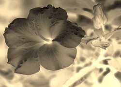 Sepia + Negatyw