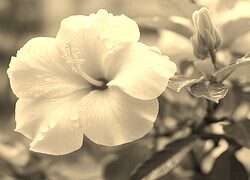 Szary + Sepia