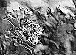 Skamielina