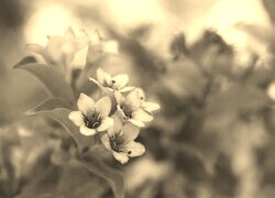 Szary + Sepia