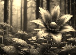 Szary + Sepia