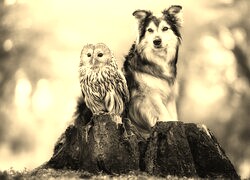 Szary + Sepia