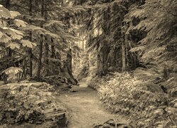Szary + Sepia