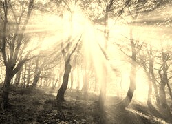 Szary + Sepia