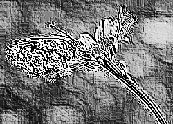 Skamielina